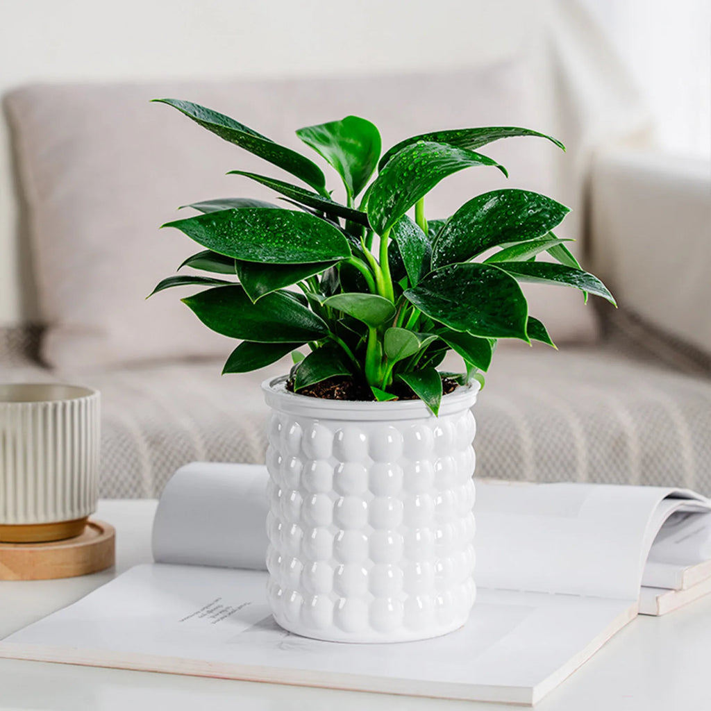 Self-Watering Hydroponic Plant Pot – Modern Desktop Succulent Planter for Home & Office Decor