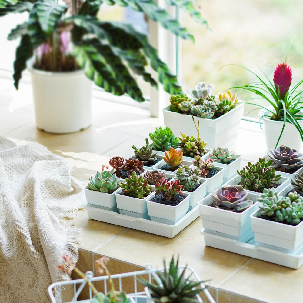 Meshpot Succulent Pot with 360 Degree Ventilation and Drainage