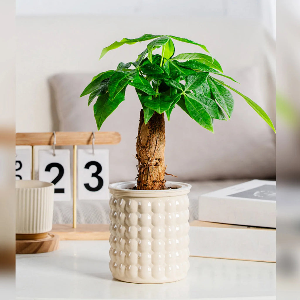 Self-Watering Hydroponic Plant Pot – Modern Desktop Succulent Planter for Home & Office Decor