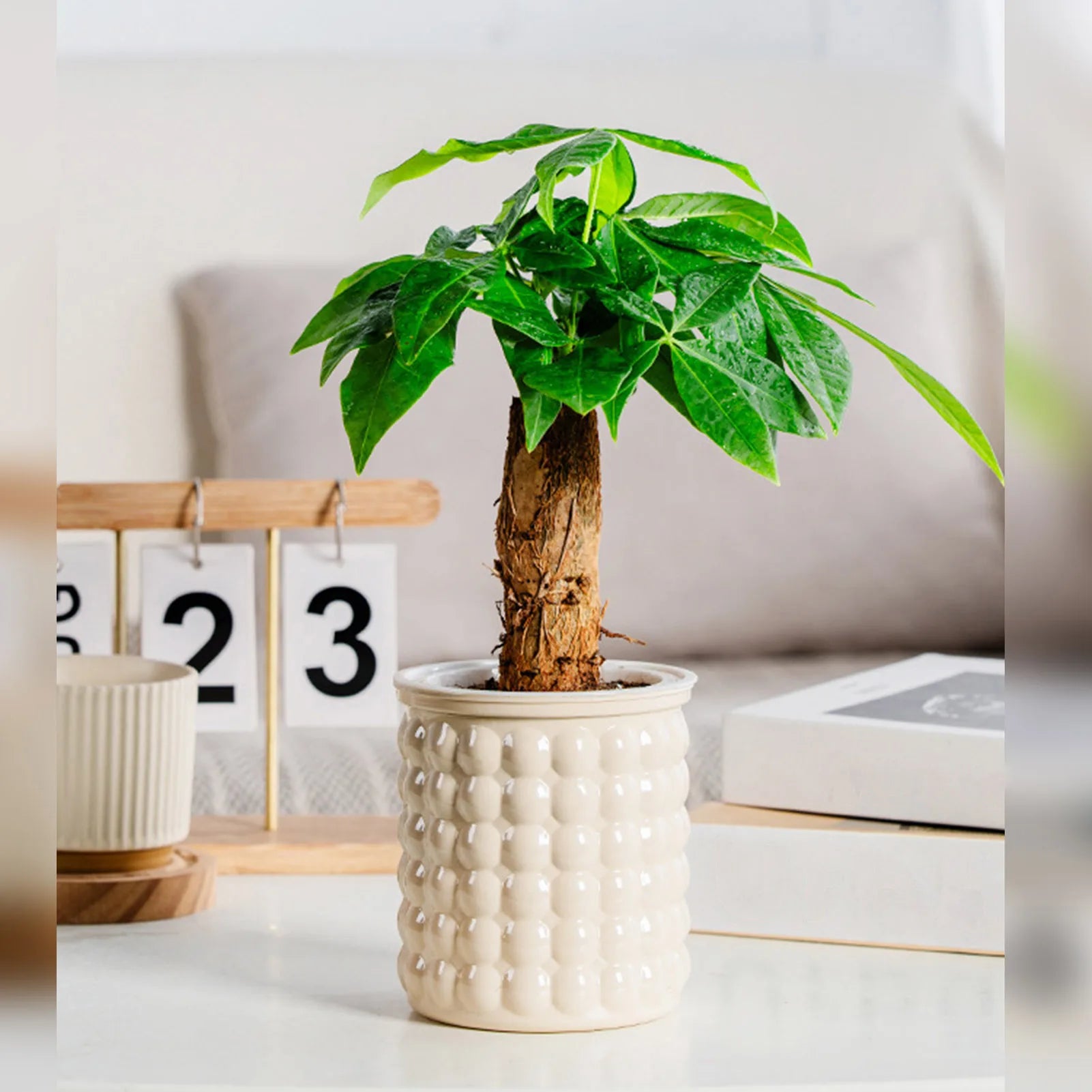Self-Watering Hydroponic Plant Pot – Modern Desktop Succulent Planter for Home & Office Decor